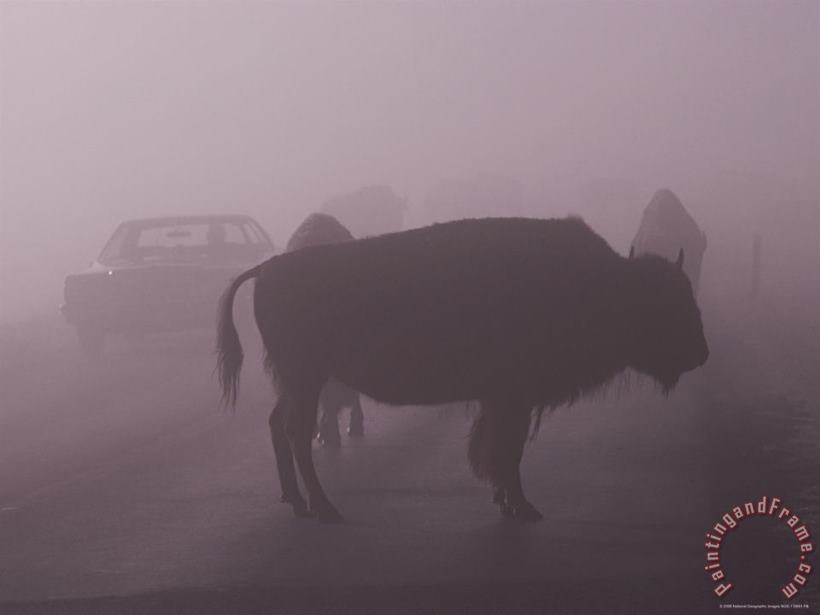 American Bison on a Foggy Road in Yellowstone National Park painting - Raymond Gehman American Bison on a Foggy Road in Yellowstone National Park Art Print