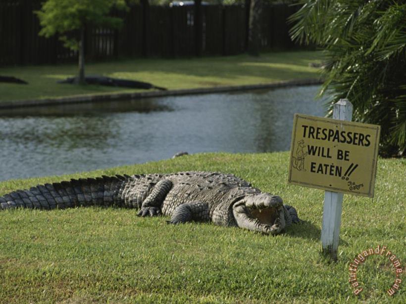 An American Alligator on a Lawn Next to a Humorous Warning Sign painting - Raymond Gehman An American Alligator on a Lawn Next to a Humorous Warning Sign Art Print