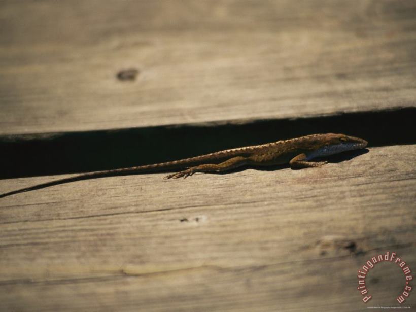 Raymond Gehman An Anole Lizard Rests on a Piece of Weathered Wood Art Painting