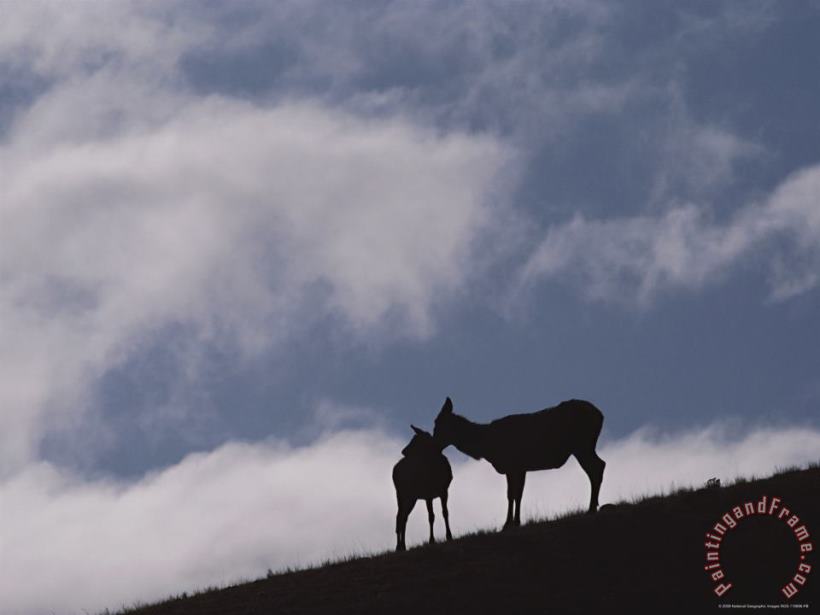 An Elk Cow And Her Calf Silhouetted on a Yellowstone Hillside painting - Raymond Gehman An Elk Cow And Her Calf Silhouetted on a Yellowstone Hillside Art Print