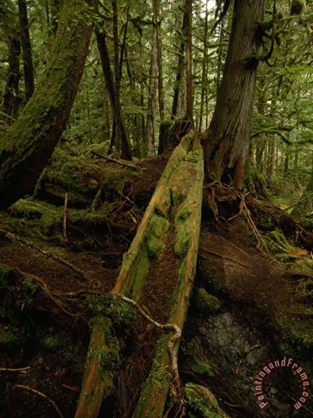 Raymond Gehman An Old Haida Cedar Canoe Found in The Forest Art Painting