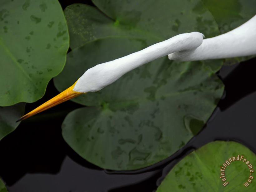 An Orange Beaked Great White Egret Hunting Among Wetland Lily Pads painting - Raymond Gehman An Orange Beaked Great White Egret Hunting Among Wetland Lily Pads Art Print