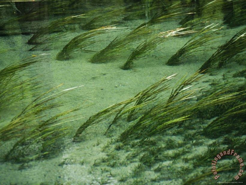 Raymond Gehman Aquatic Grasses Bend with The Flow of a Waterway Art Painting