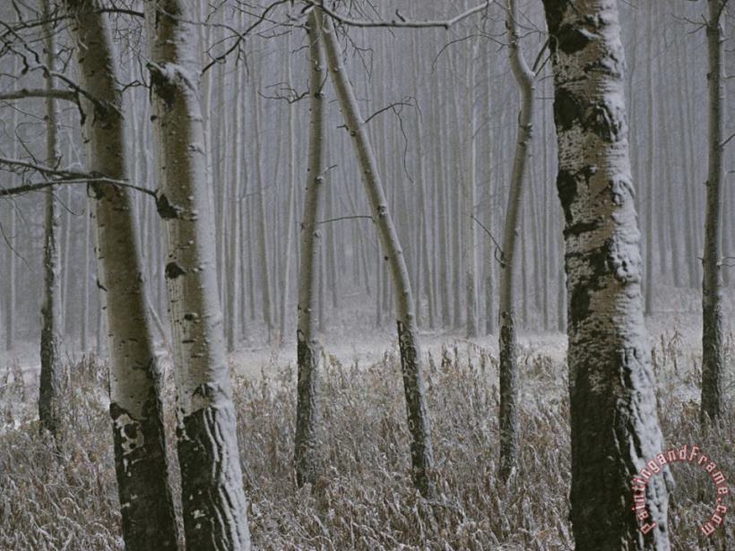 Raymond Gehman Aspen Stand in a Snowstorm Along The Bow Valley Parkway Art Painting