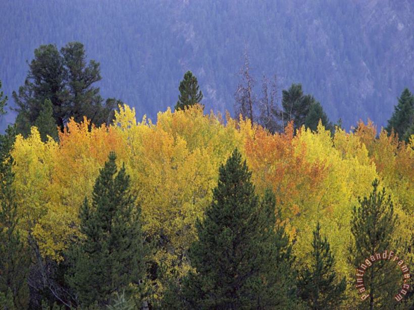 Raymond Gehman Aspen Trees Autumn Gallatin National Forest Montana Art Print