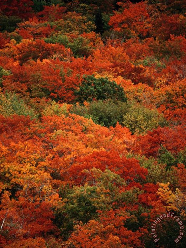 Autumn Foliage Decorates The Park painting - Raymond Gehman Autumn Foliage Decorates The Park Art Print