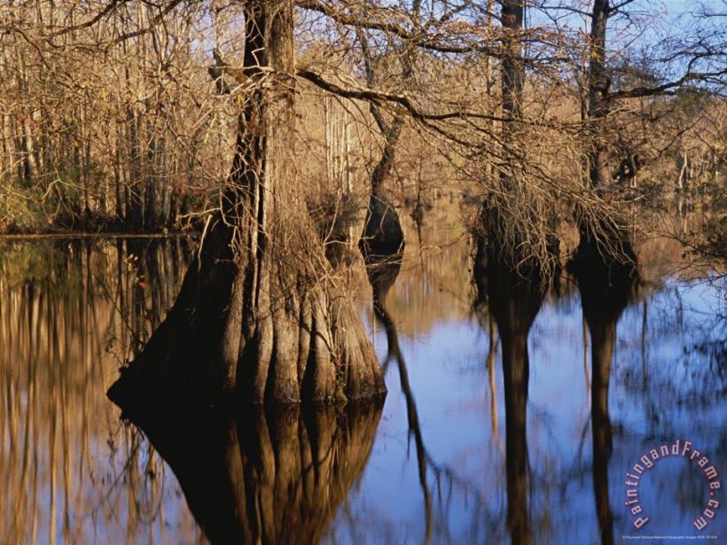 Raymond Gehman Bald Cypress Trees And Their Reflections on Water S Surface Art Painting