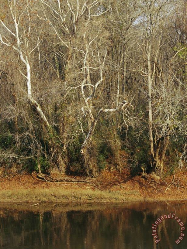 Bare Sycamore Trees Along The Cape Fear River painting - Raymond Gehman Bare Sycamore Trees Along The Cape Fear River Art Print