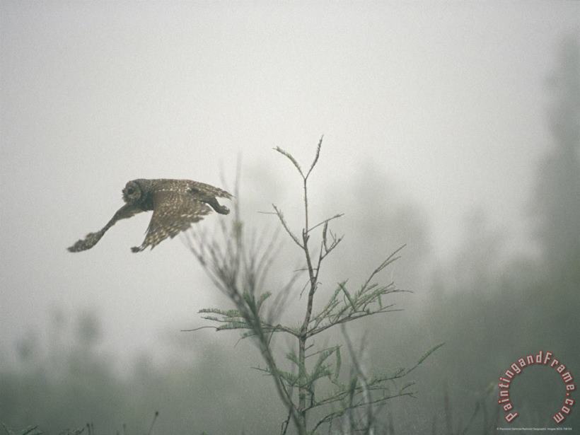 Raymond Gehman Barred Owl Strix Varia Swooping Through a Foggy Cypress Forest Art Print