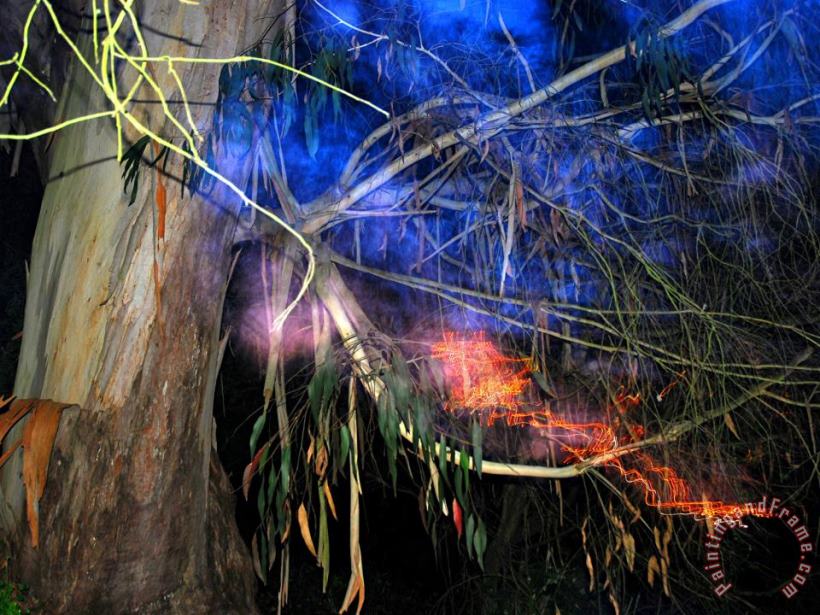 Bay Tree Flashed at Night in Buena Vista Park painting - Raymond Gehman Bay Tree Flashed at Night in Buena Vista Park Art Print