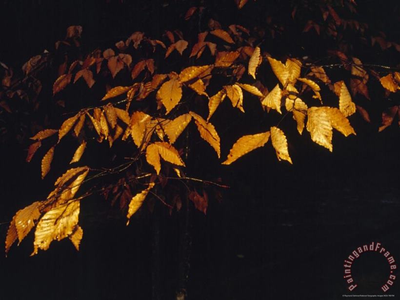 Raymond Gehman Beech Leaves in The Rain Lit with a Flash Art Painting