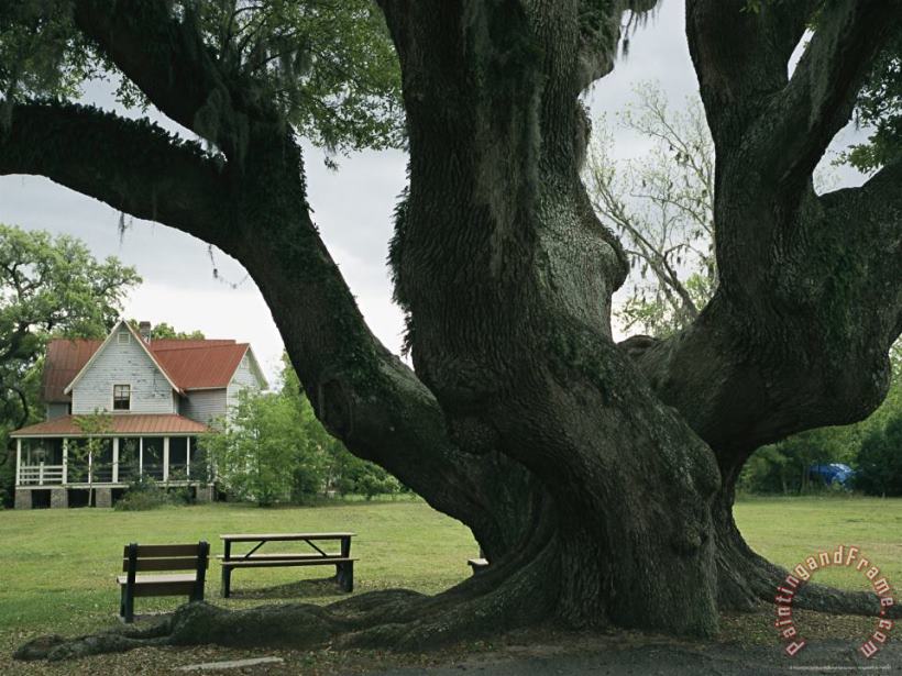 Raymond Gehman Benches Under a Live Oak Tree on The Grounds of an Old Farm House Art Painting