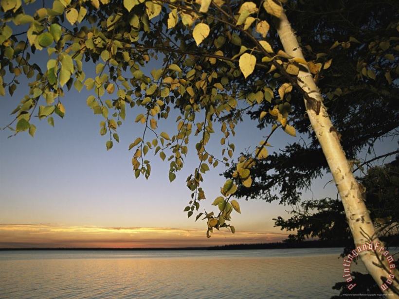 Raymond Gehman Birch Tree Leaves Highlighted at Sunset on Clear Lake Art Print