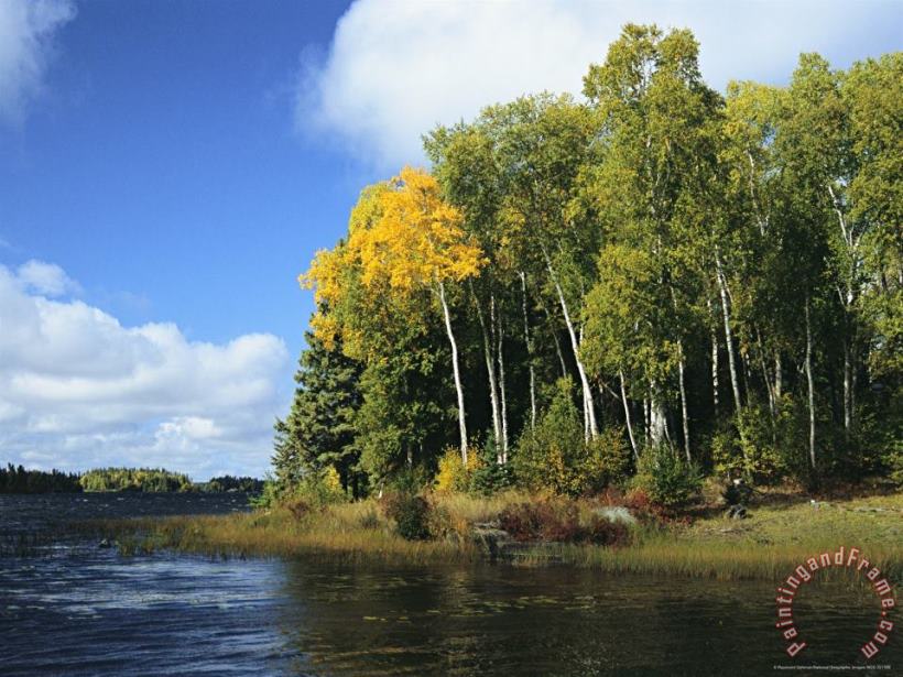 Raymond Gehman Birch Trees Along a Lake in Grass River Provincial Park Art Print