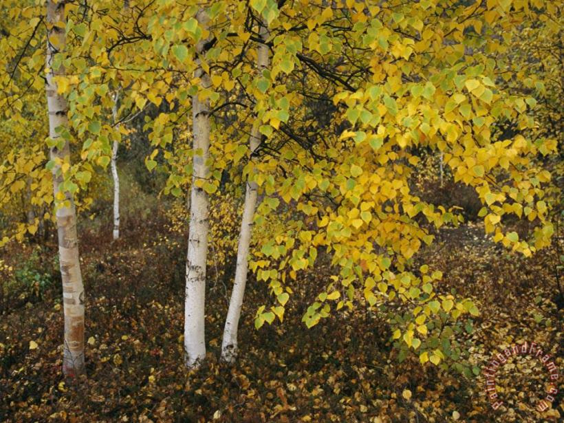 Birch Trees Along The Mackenzie River painting - Raymond Gehman Birch Trees Along The Mackenzie River Art Print