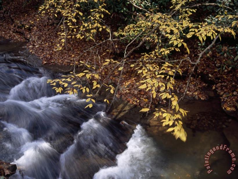 Raymond Gehman Birch Trees in Autumn Hues Along Island Lick Creek Art Painting
