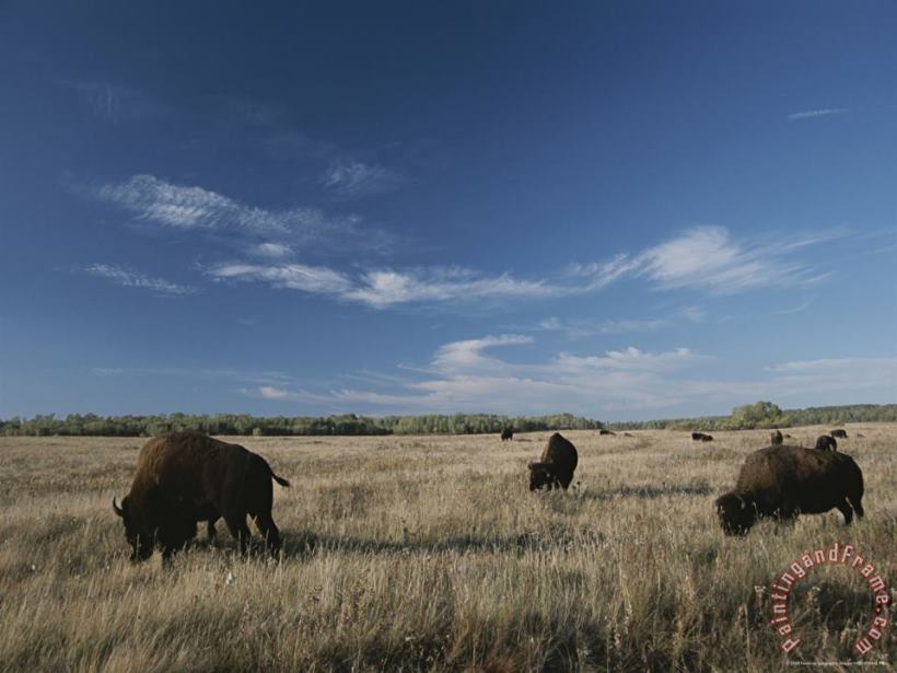 Raymond Gehman Bison Graze on a Field Set Against a Blue Sky with Wispy Clouds Art Painting