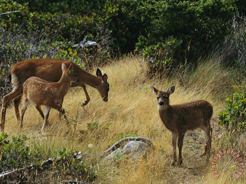Black Tailed Deer Odocoileus Hemionus And Fawn painting - Raymond Gehman Black Tailed Deer Odocoileus Hemionus And Fawn Art Print