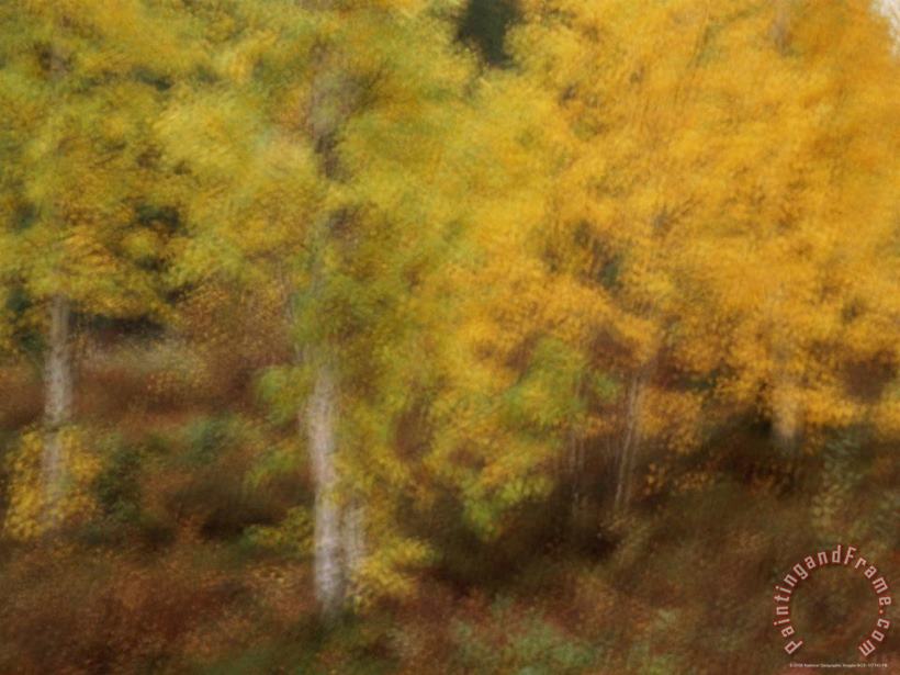 Raymond Gehman Blurred View of Autumn Foliage Along The Mckenzie River Art Print