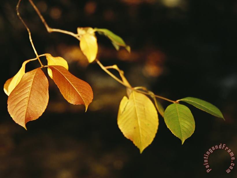 Branch of Sassafras Leaves in Fall Colors painting - Raymond Gehman Branch of Sassafras Leaves in Fall Colors Art Print