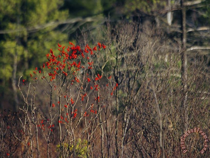 Raymond Gehman Bright Red Berries of The Serviceberry Bush Brighten a Swamp Habitat Art Print