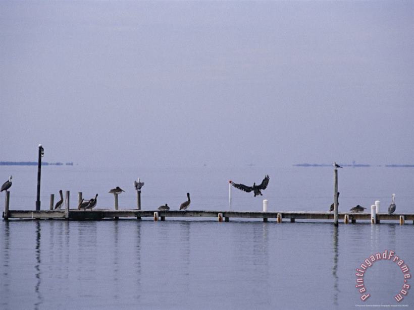 Raymond Gehman Brown Pelicans And Gulls Resting on a Harkers Island Dock Art Painting