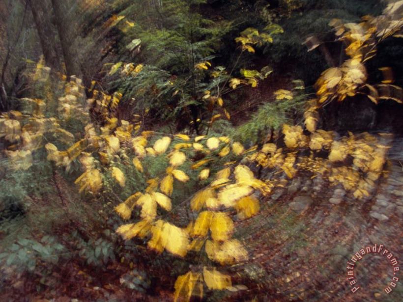 Raymond Gehman Camera Movement Creates Swirl of Birch Leaves in Appalchian Woodland Art Print