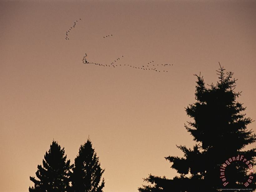 Canada Geese Fly Over The Manitoba Escarpment painting - Raymond Gehman Canada Geese Fly Over The Manitoba Escarpment Art Print