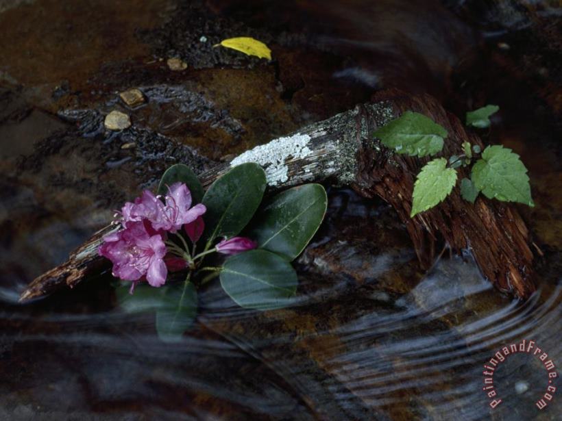 Raymond Gehman Catawba Rhododendron Blossom in a Mountain Stream in Hanging Rock State Park North Carolina Art Painting