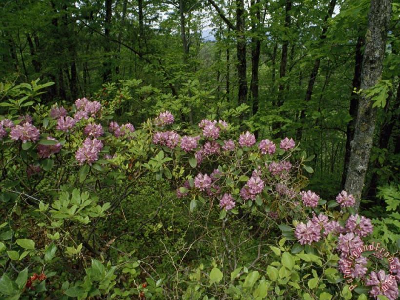 Raymond Gehman Catawba Rhododendrons in Hanging Rock State Park North Carolina Art Painting
