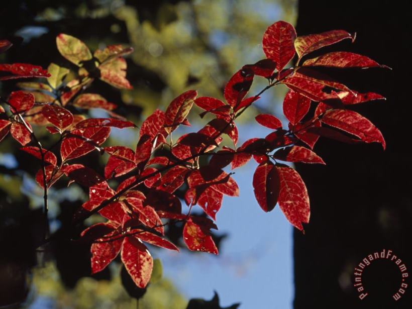 Raymond Gehman Close Up of a Branch of Dogwood Leaves in Rich Red Autumn Hues Art Painting