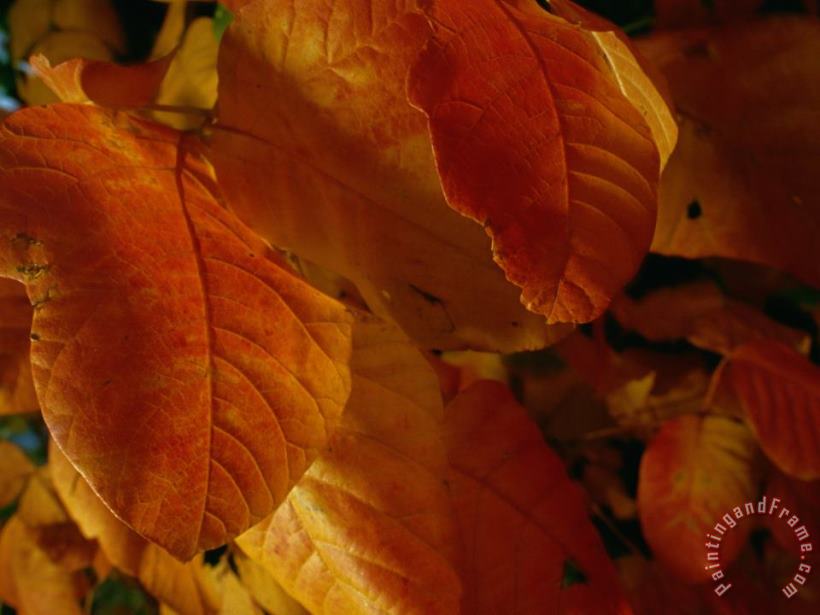 Raymond Gehman Close Up View of Autumn Leaves Art Print
