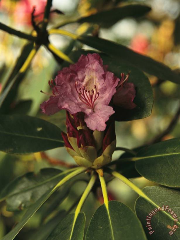 Raymond Gehman Close View of a Blooming Rhododendron Art Print