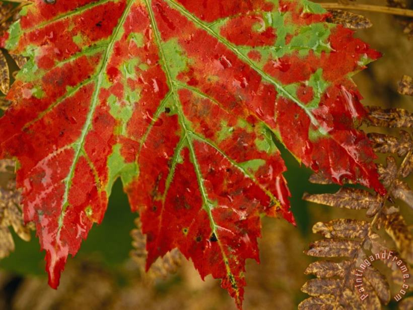 Close View of a Red Maple Leaf on Franey Mountain in Cape Breton Highlands National Park painting - Raymond Gehman Close View of a Red Maple Leaf on Franey Mountain in Cape Breton Highlands National Park Art Print
