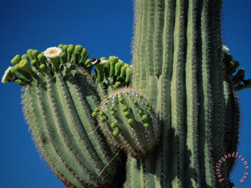 Raymond Gehman Close View of a Saguaro Cactus in Bloom Art Print