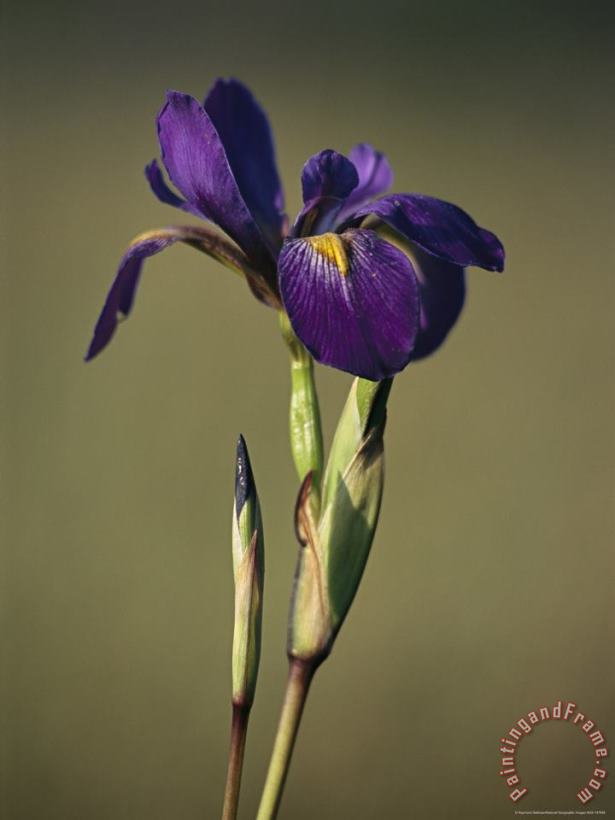 Close View of a Wild Blue Flag Iris painting - Raymond Gehman Close View of a Wild Blue Flag Iris Art Print