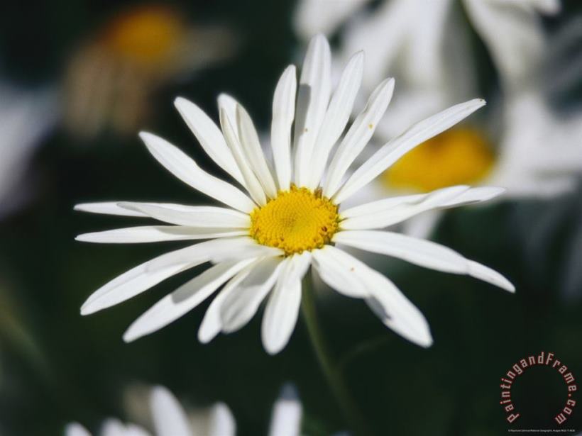 Close View of a Wild Daisy painting - Raymond Gehman Close View of a Wild Daisy Art Print