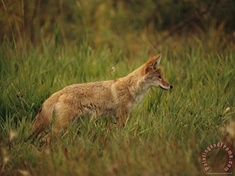 Close View of a Young Coyote painting - Raymond Gehman Close View of a Young Coyote Art Print
