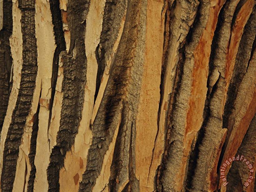Close View of Bark on an Old Growth Cottonwood Tree painting - Raymond Gehman Close View of Bark on an Old Growth Cottonwood Tree Art Print