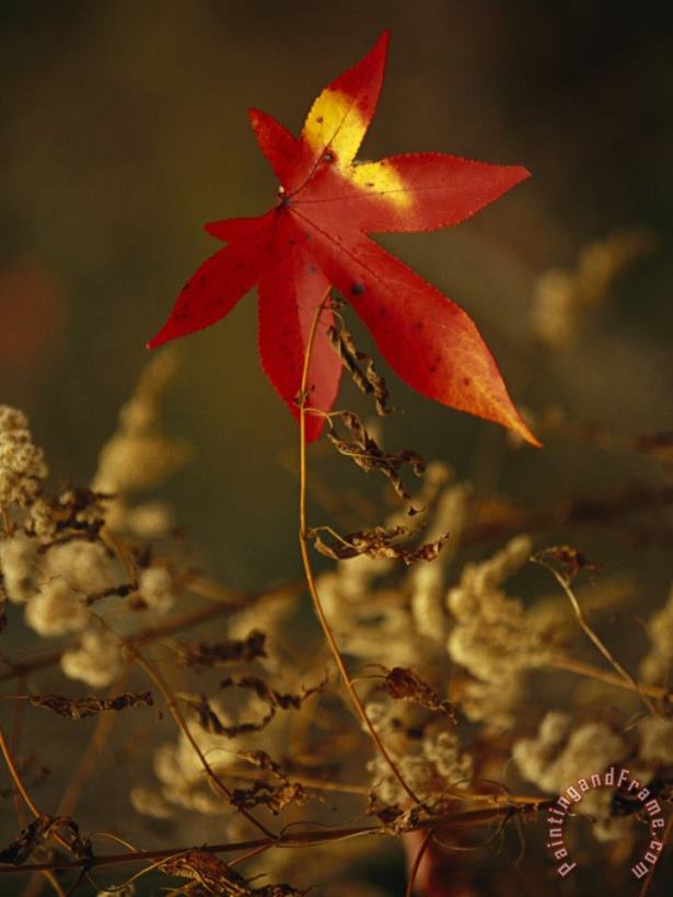 Raymond Gehman Close View of Sweet Gum Leaf And Dried Weeds in Autumn Hues Art Print