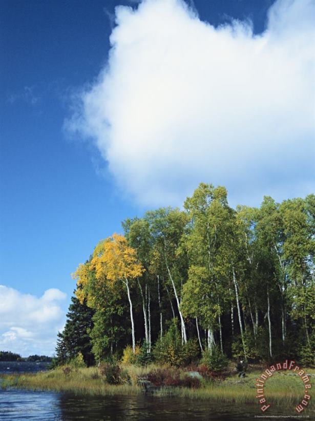 Raymond Gehman Cloud Rises Above Birch Trees on The Shore of a Manitoba Lake Art Painting
