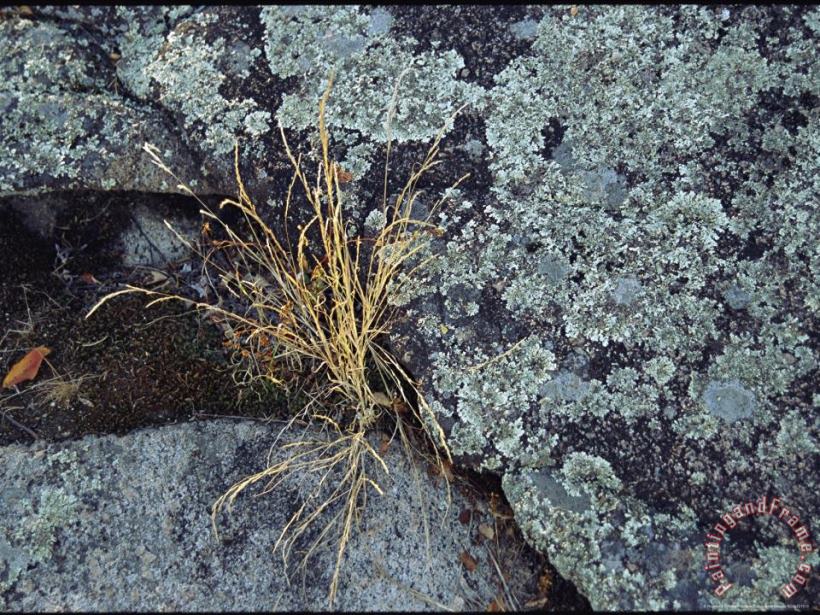 Clump of Dried Grass Sprouts Between Lichen Covered Rocks painting - Raymond Gehman Clump of Dried Grass Sprouts Between Lichen Covered Rocks Art Print