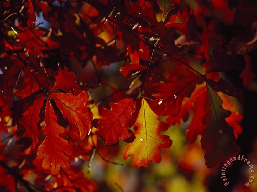Raymond Gehman Clusters of Colorful Oak Leaves in Fall Colors Art Print