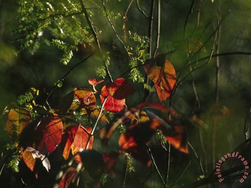 Colorful Red Osier Dogwood Leaves Among Eastern Hemlock Twigs painting - Raymond Gehman Colorful Red Osier Dogwood Leaves Among Eastern Hemlock Twigs Art Print