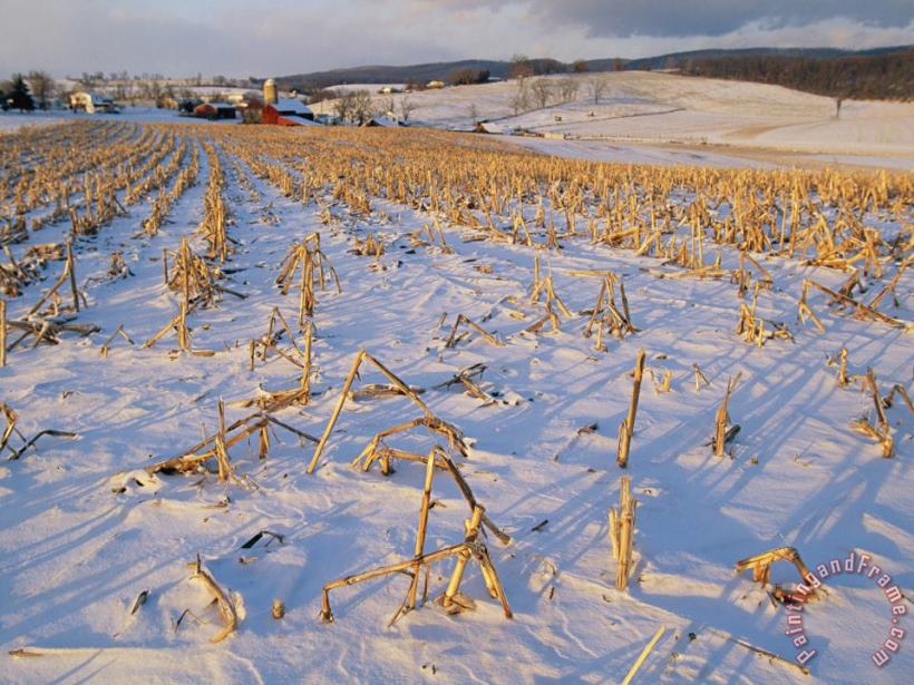 Corn Stubble in a Wintery Pennsylvania Landscape painting - Raymond Gehman Corn Stubble in a Wintery Pennsylvania Landscape Art Print