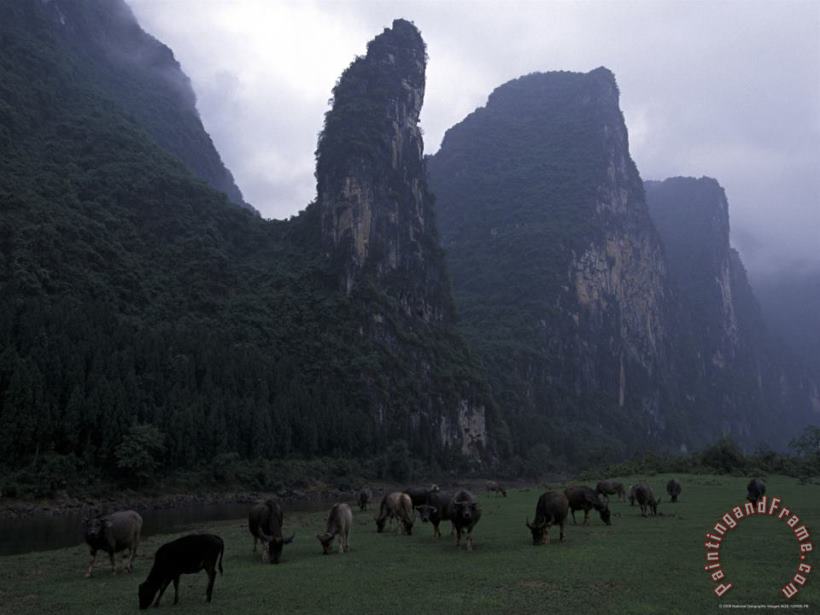Raymond Gehman Cows Graze on Grassy Banks of The Li River Guilin Guangxi China Art Painting