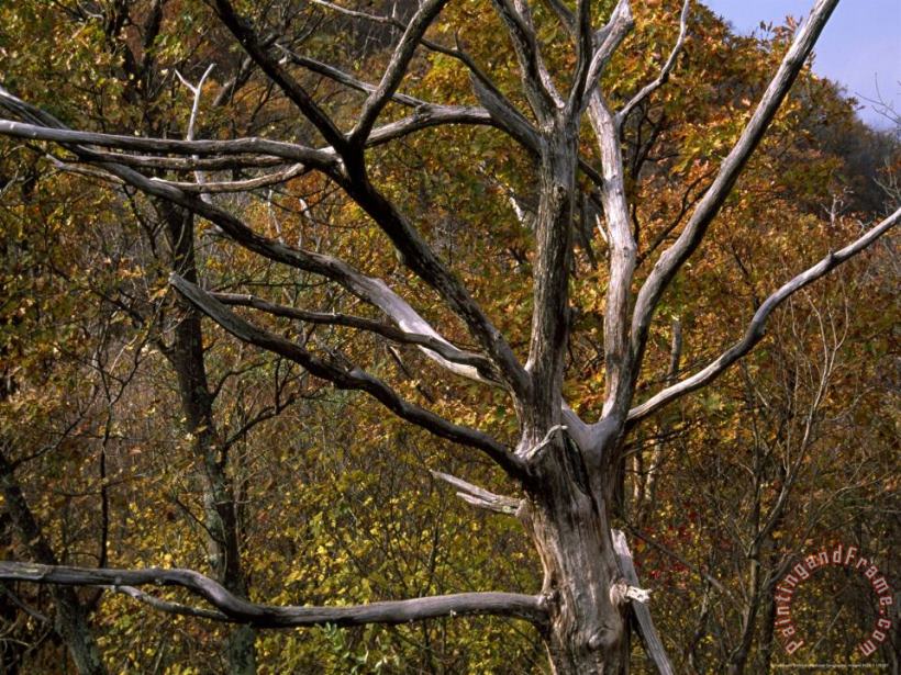 Dead Tree Snag with Autumn Hued Trees Around It painting - Raymond Gehman Dead Tree Snag with Autumn Hued Trees Around It Art Print