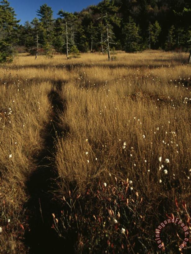Raymond Gehman Deer Trail Through Tall Golden Cottongrass in a Glade Art Painting