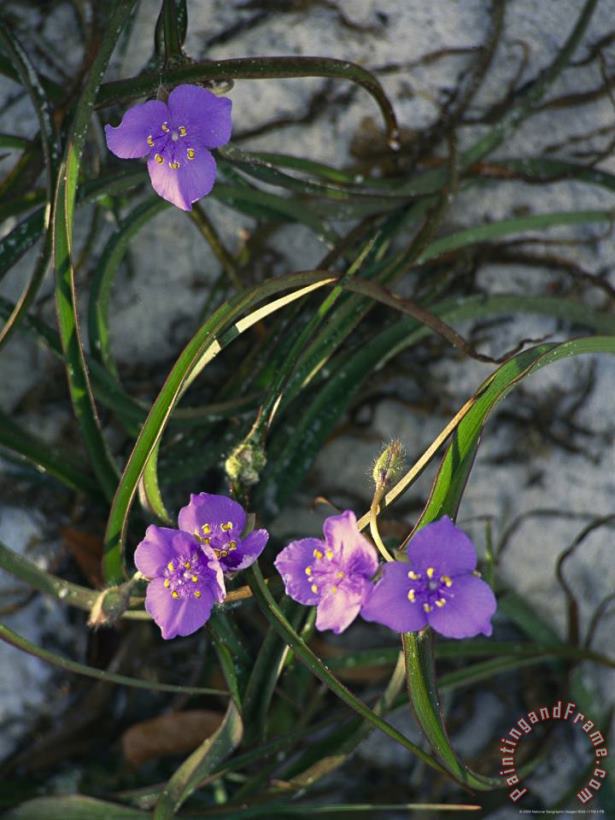 Raymond Gehman Delicate Purple Blossoms on a Spiderwort Plant Art Print