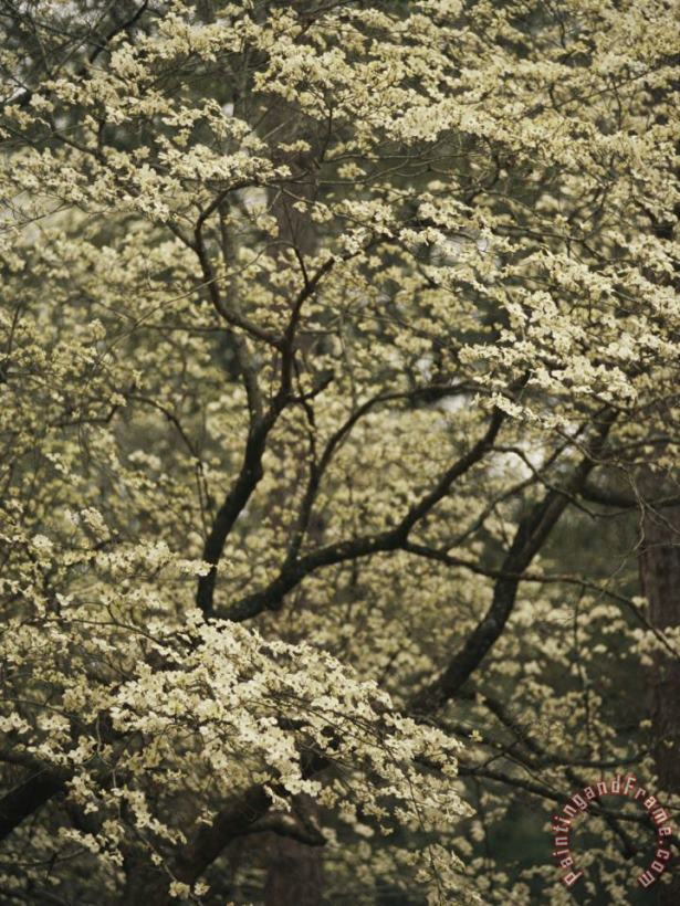 Delicate White Blossoms Fill a Dogwood Tree in The Spring painting - Raymond Gehman Delicate White Blossoms Fill a Dogwood Tree in The Spring Art Print